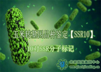 玉米转基因鉴定【SSR10】